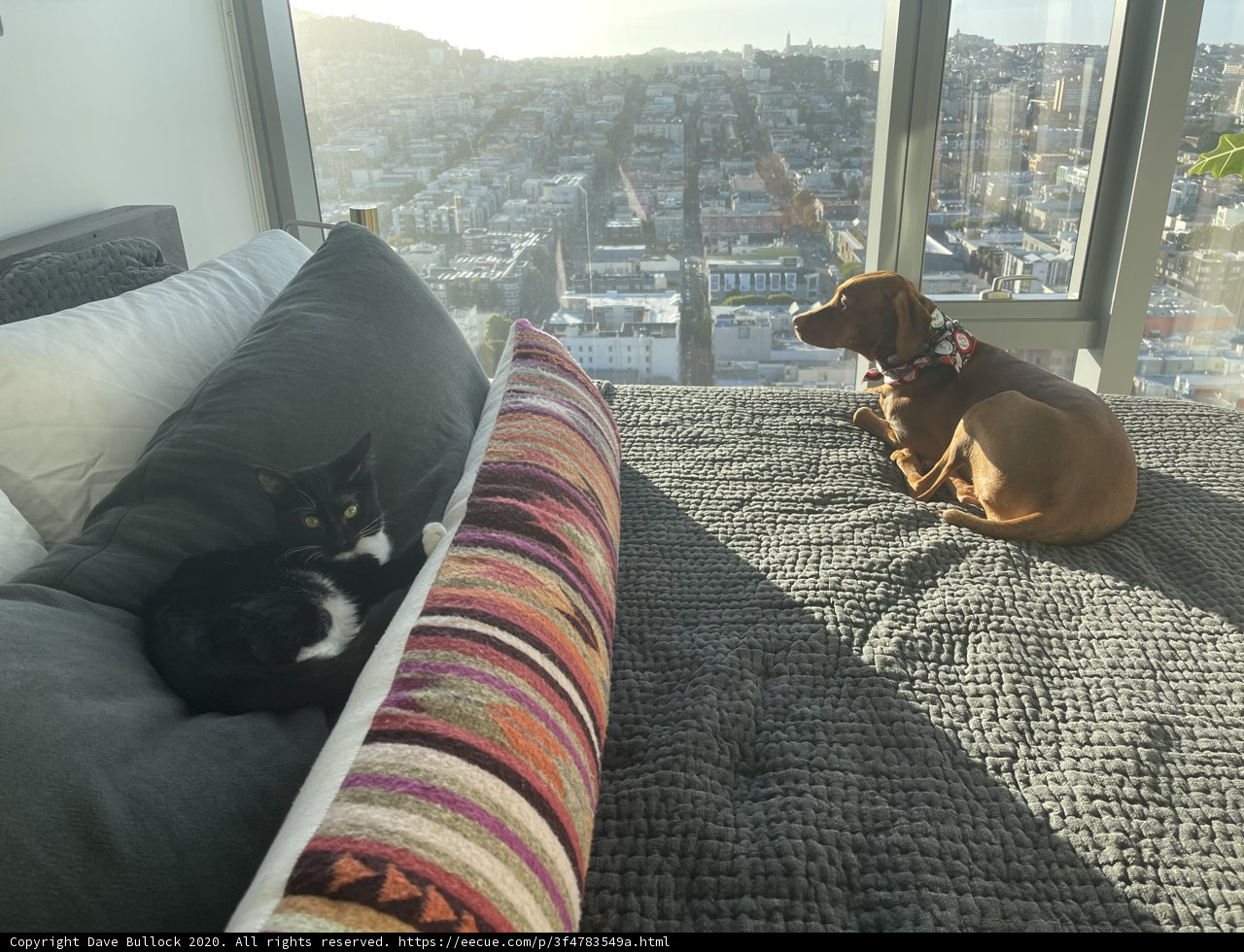 Furry Bed Buddies