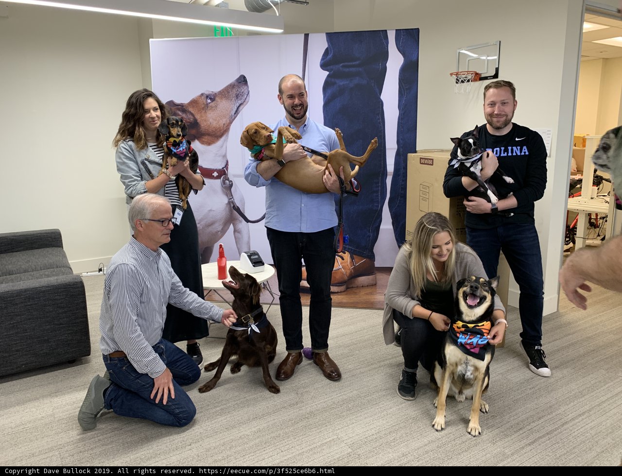 Canine Companions in the Office