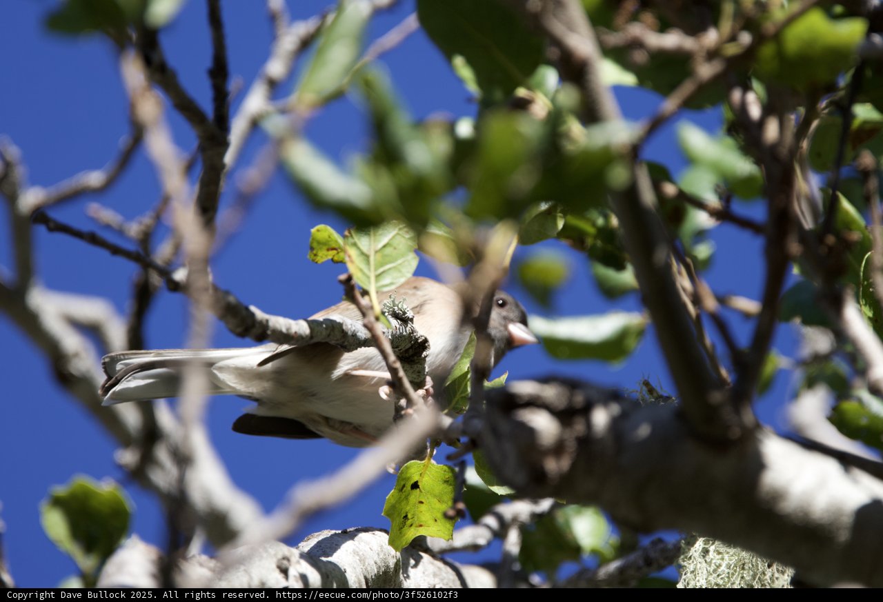 Fleeting Glimpse of Feathers