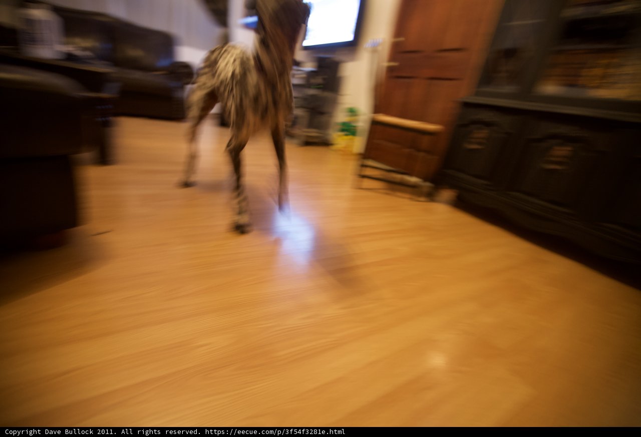 Hardwood Hound