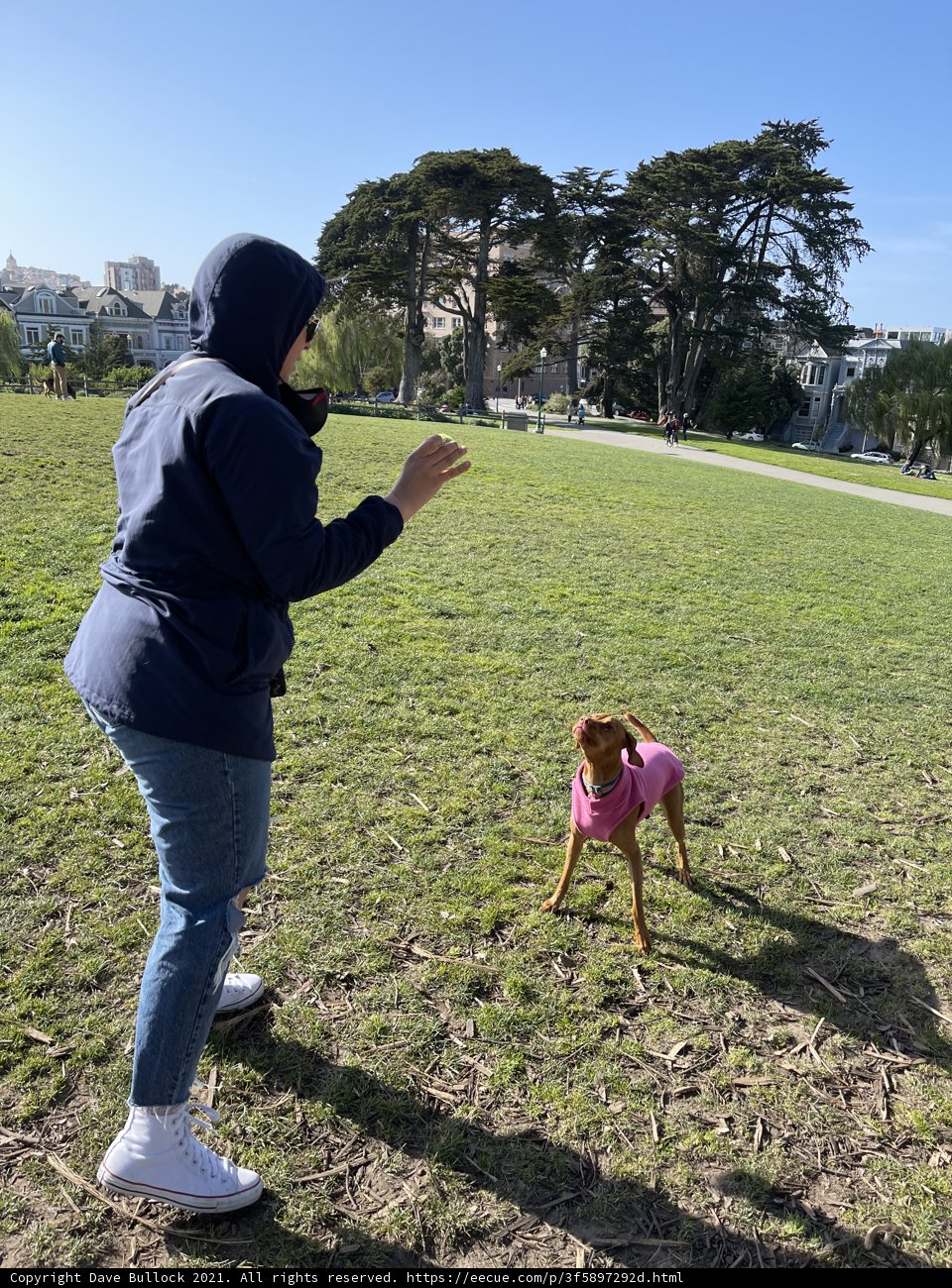 Frisbee Fun in Alamo Square