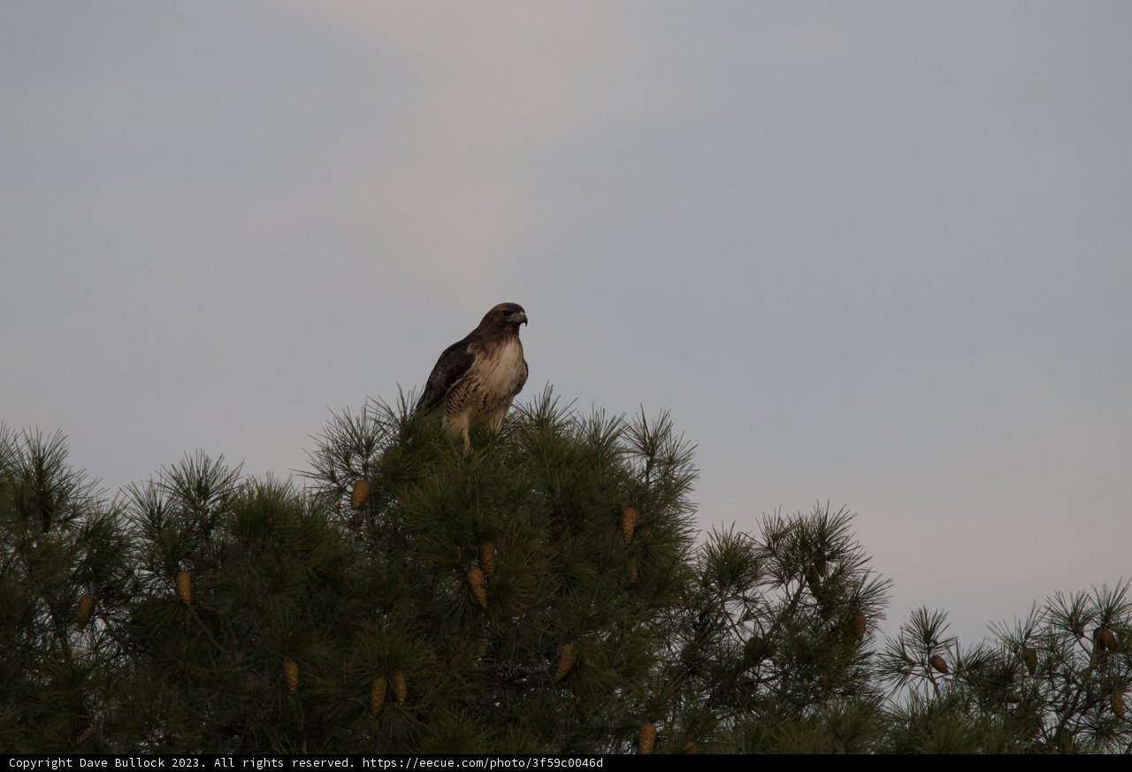 Majestic Sight: Red-Tailed Hawk Amidst Pine