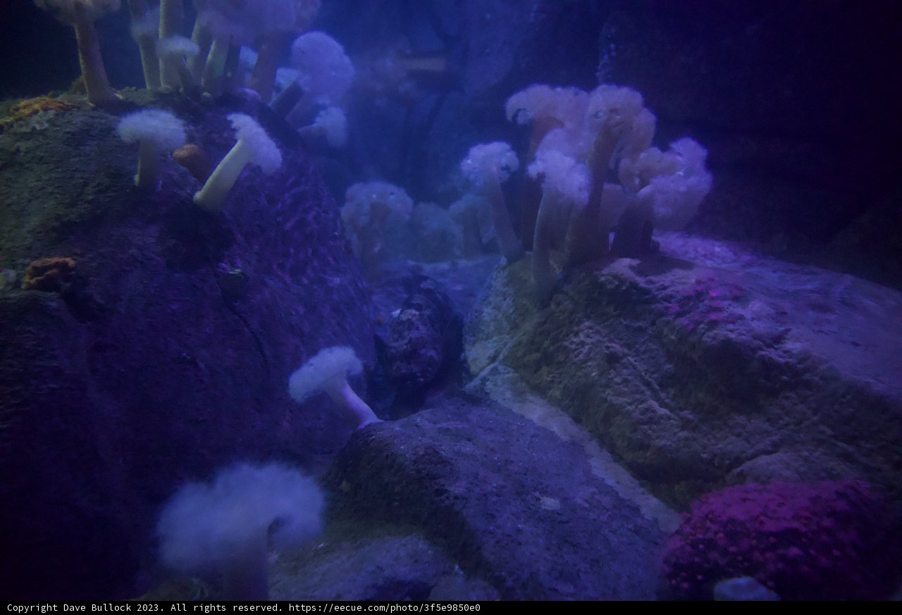 Rich Underwater Tapestry: Monterey Bay, 2023