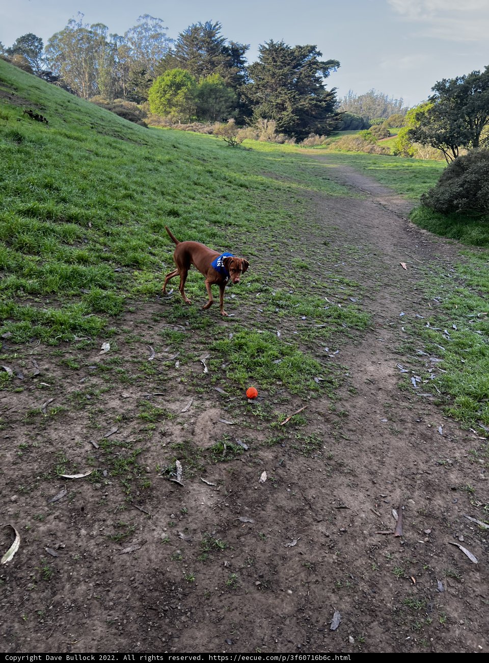 Frisbee Fun in the Fields