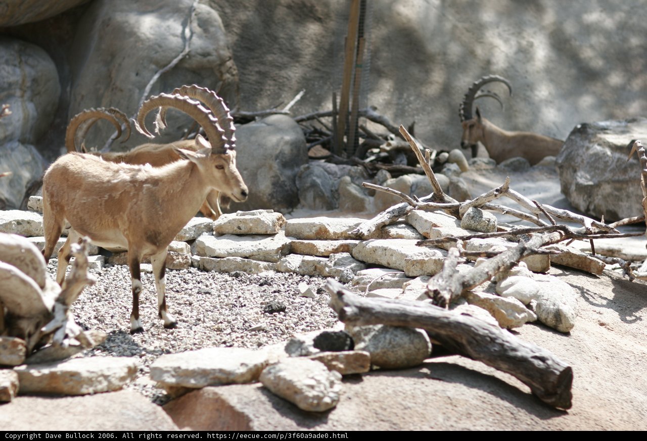 Rocky Mountain Goat