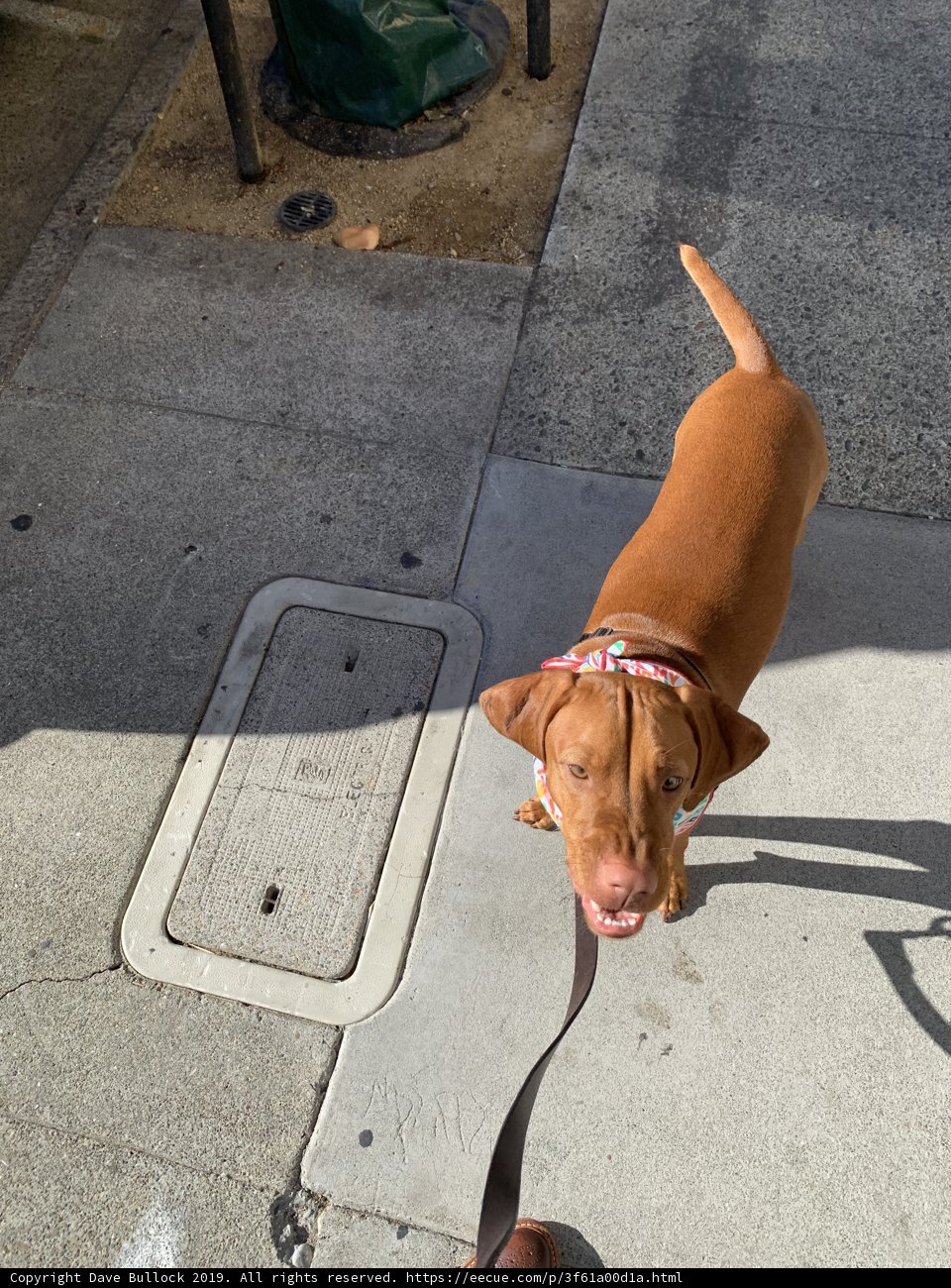 Walkies through San Francisco