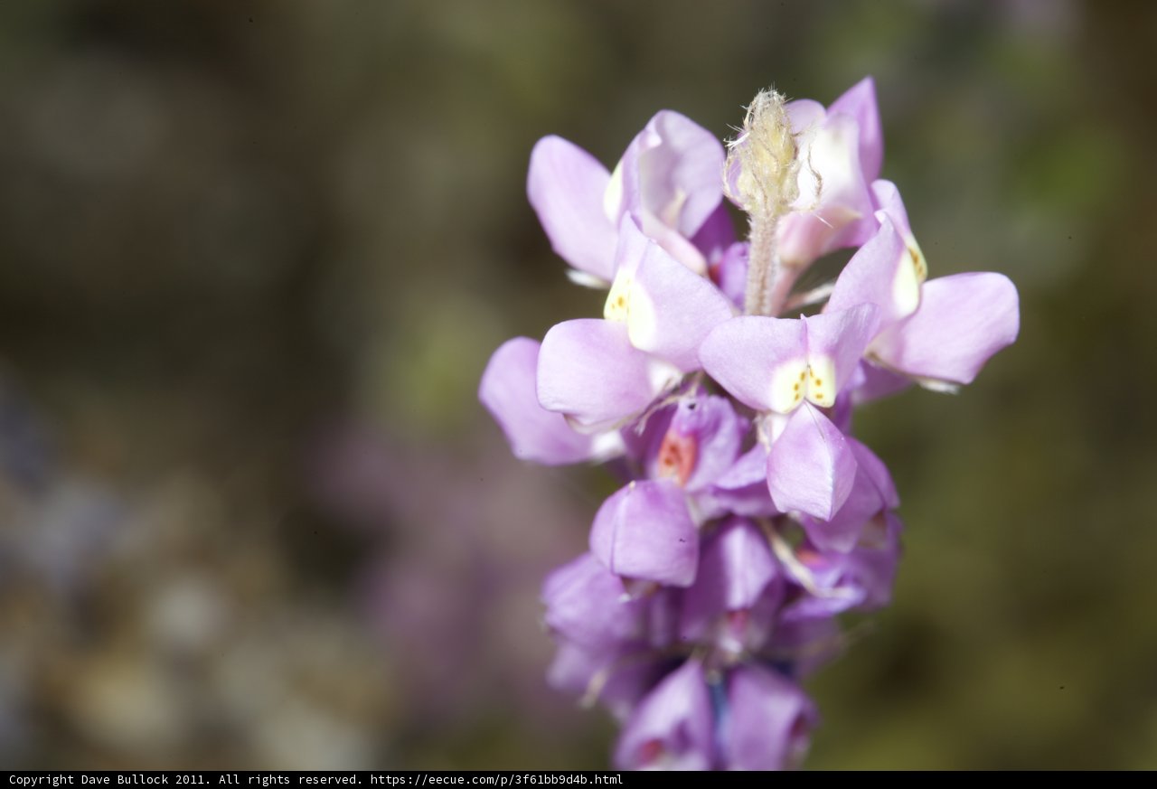 Radiant Purple Blossom