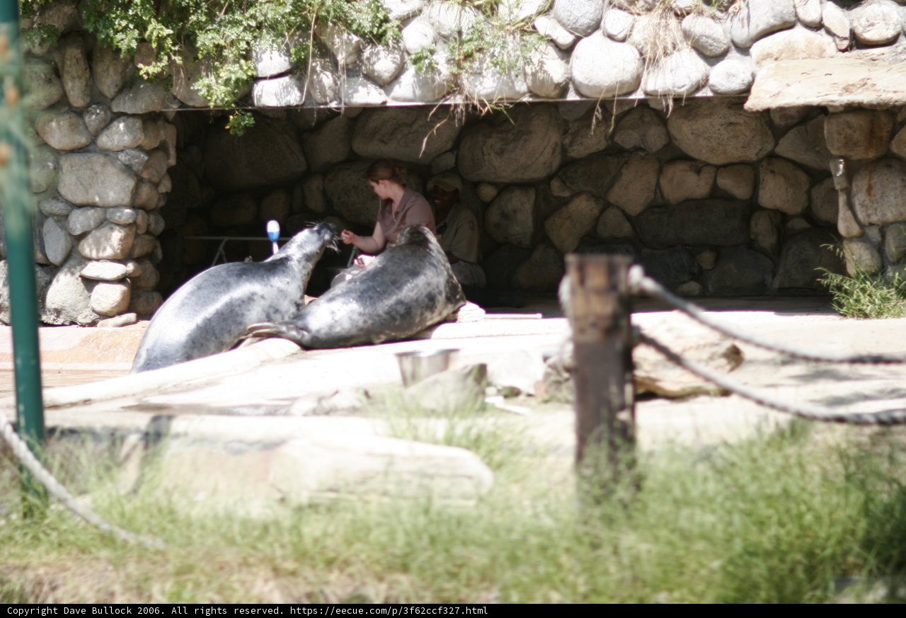 Seals and Smiles