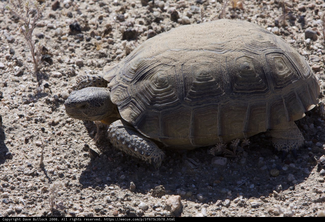 Desert Turtle Strolls the Arid Terrain