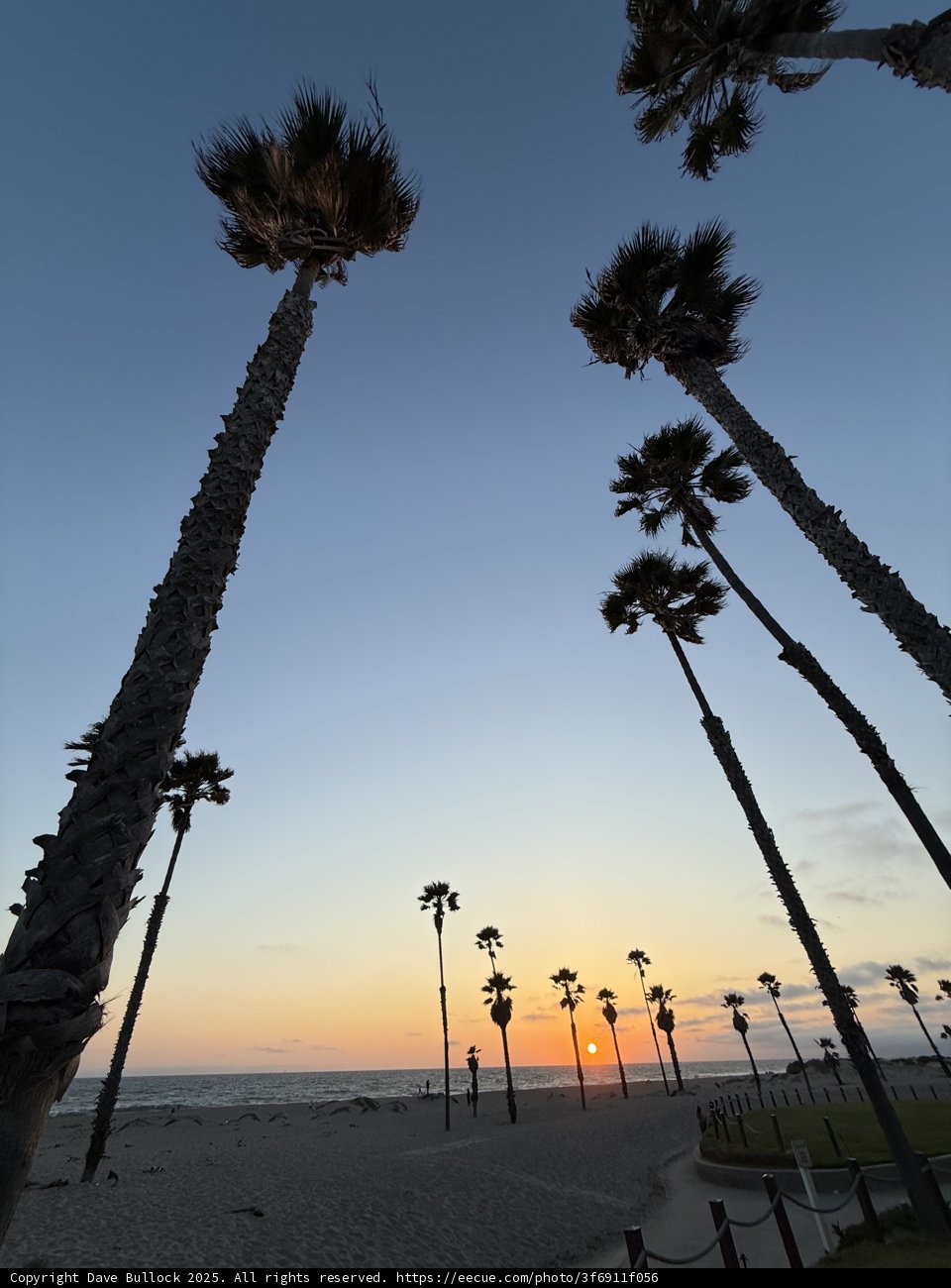 Palm Silhouettes at Sunset