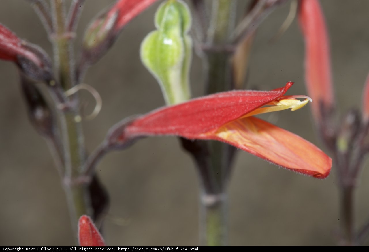 Acanthaceae Lily in Bloom
