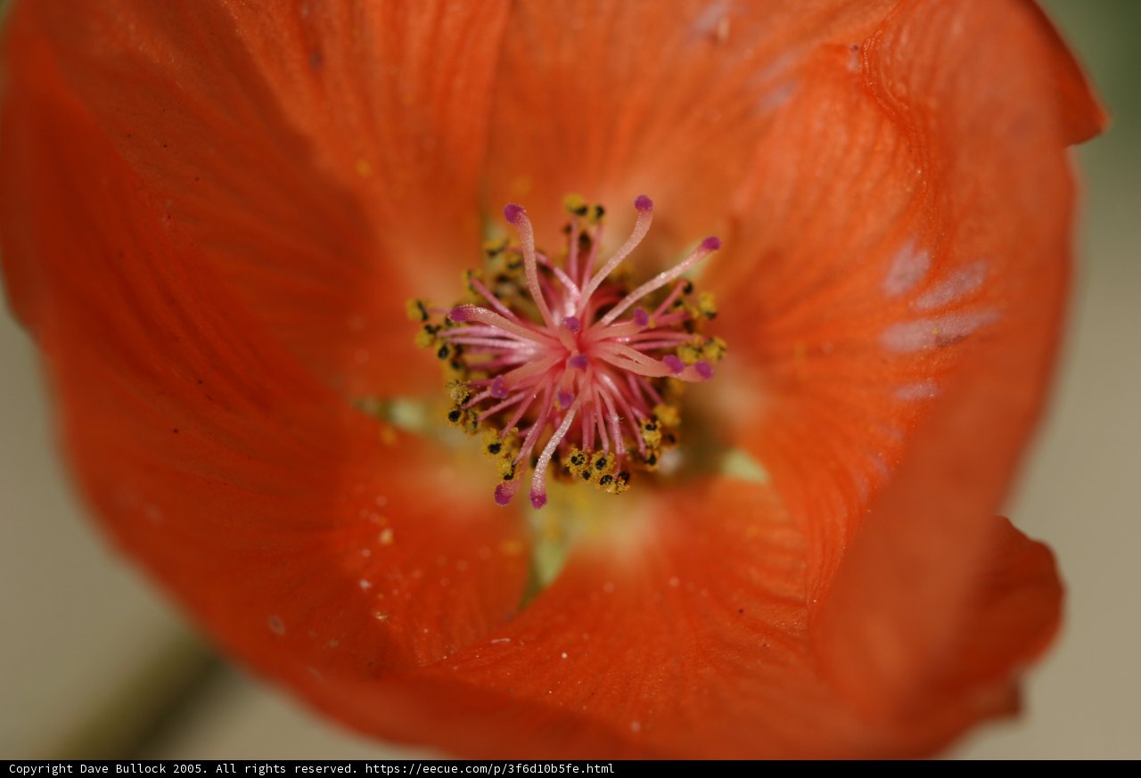A Close-up of an Orange Geranium Flower