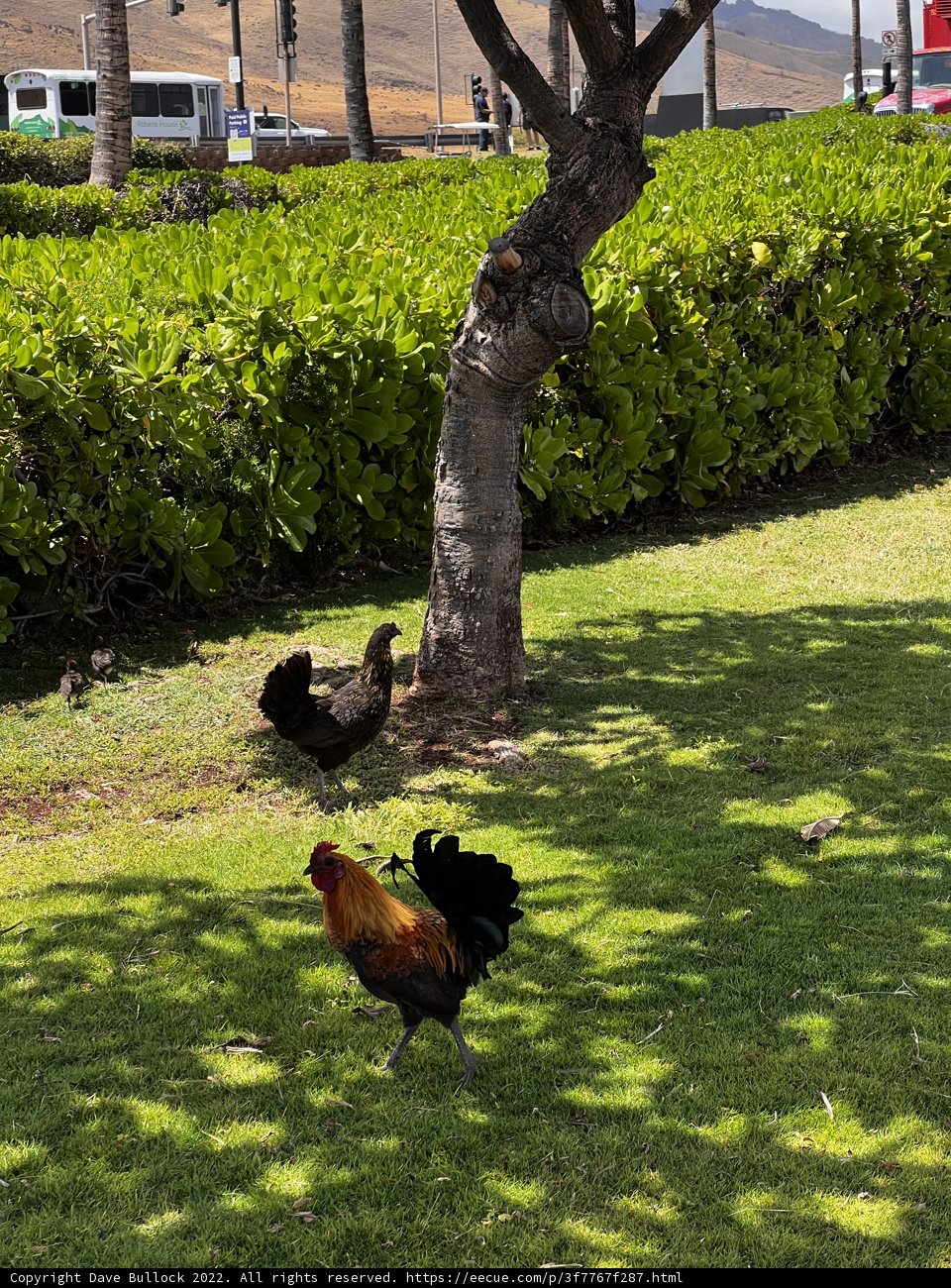 Two Roosters in the Hawaiian Backyard