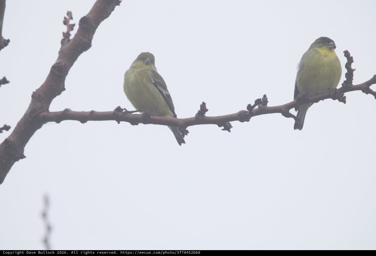 Two Lesser Goldfinches Perched on Winter Branch