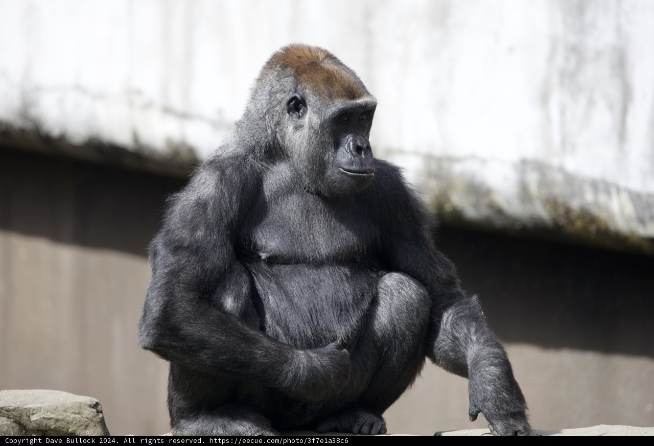 The Majestic Gorilla at SF Zoo, 2024