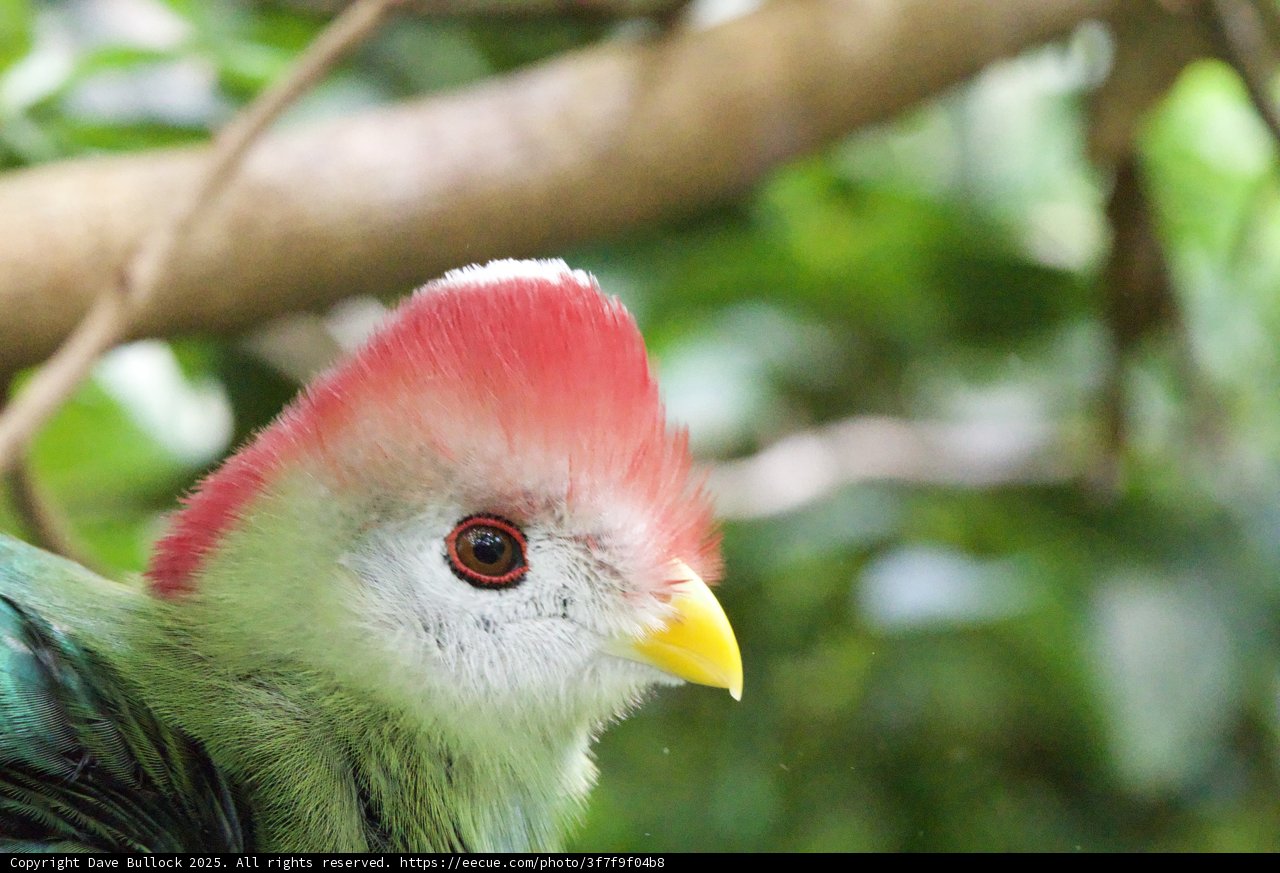 Vivid Plumage in the Wild