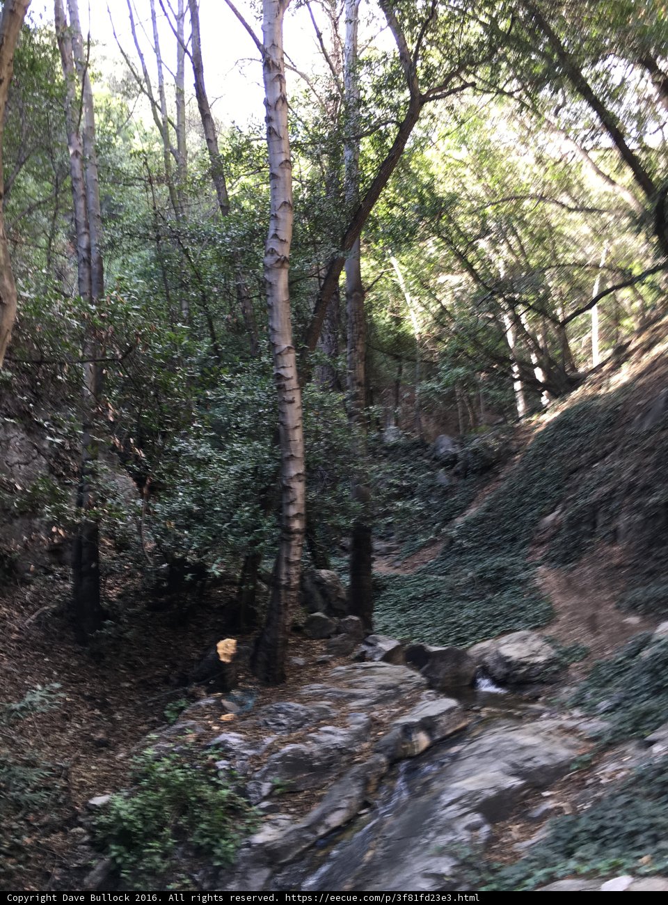 Tranquility in the Woodland