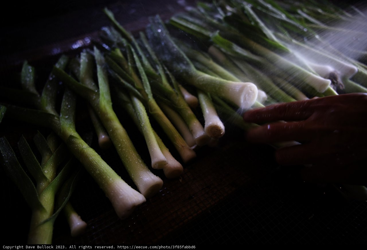 Fresh Green Onions in the Making