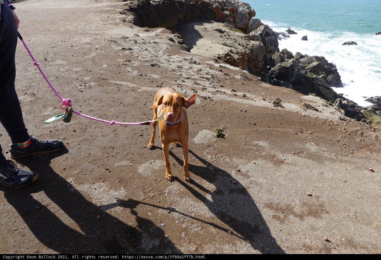 A boy walks his dog along the rocky California coast