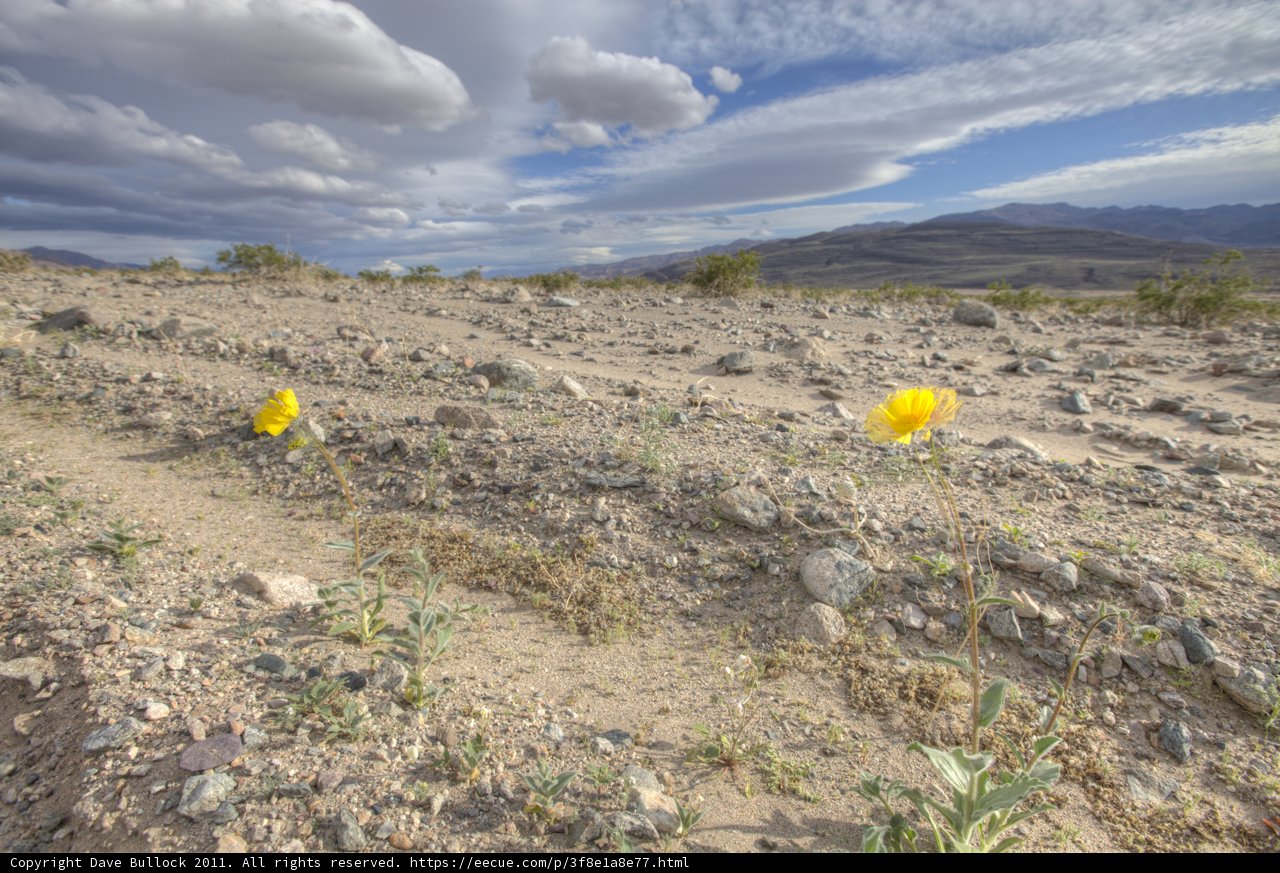 Solitary Daisy in the Desert