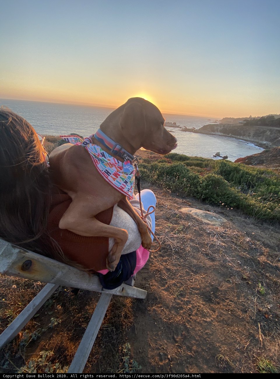 Sunset Serenade with Canine Companion