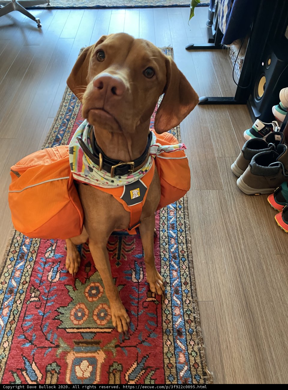 Canine Hiker