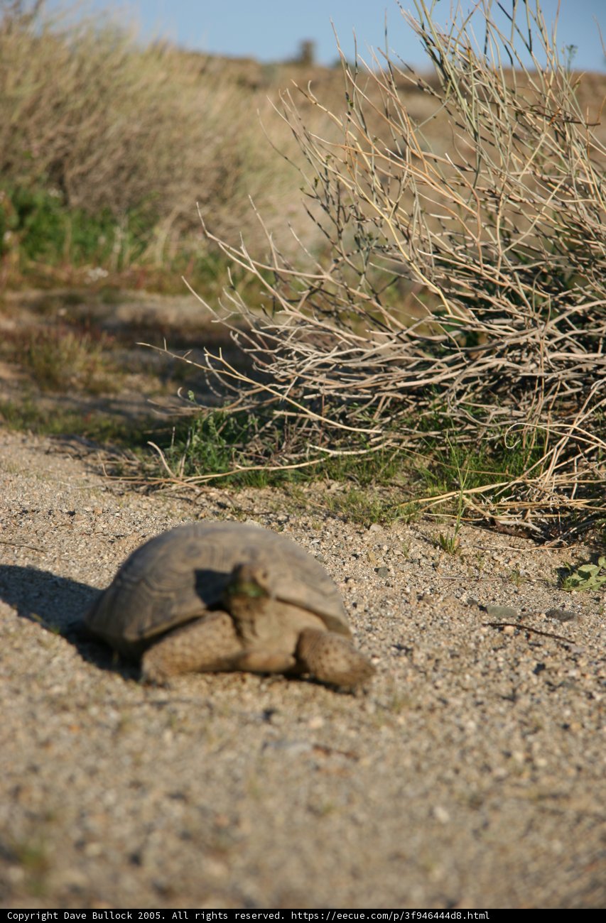 Road Trip with a Turtle