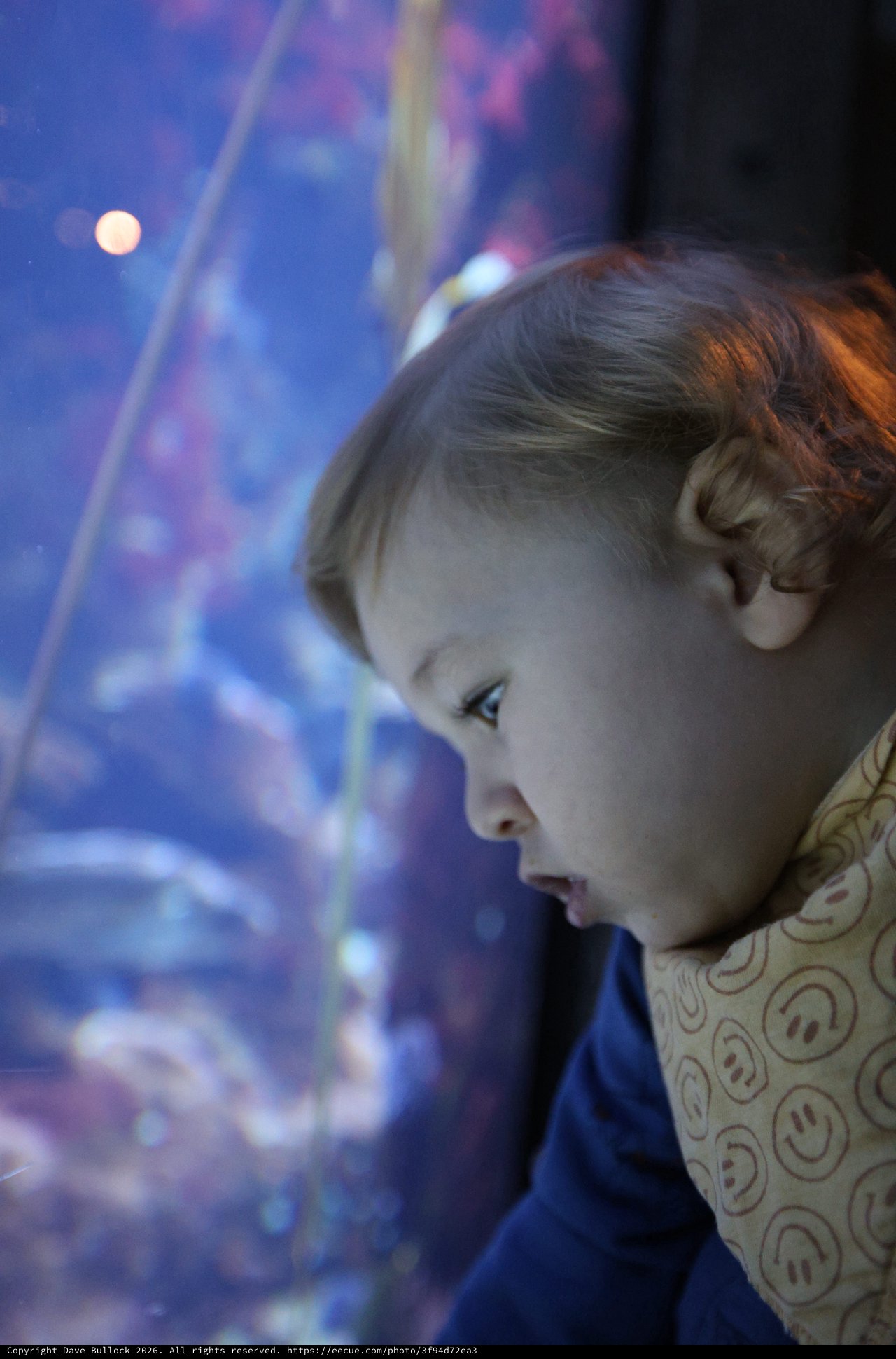 Child's Wonder at Aquarium Display