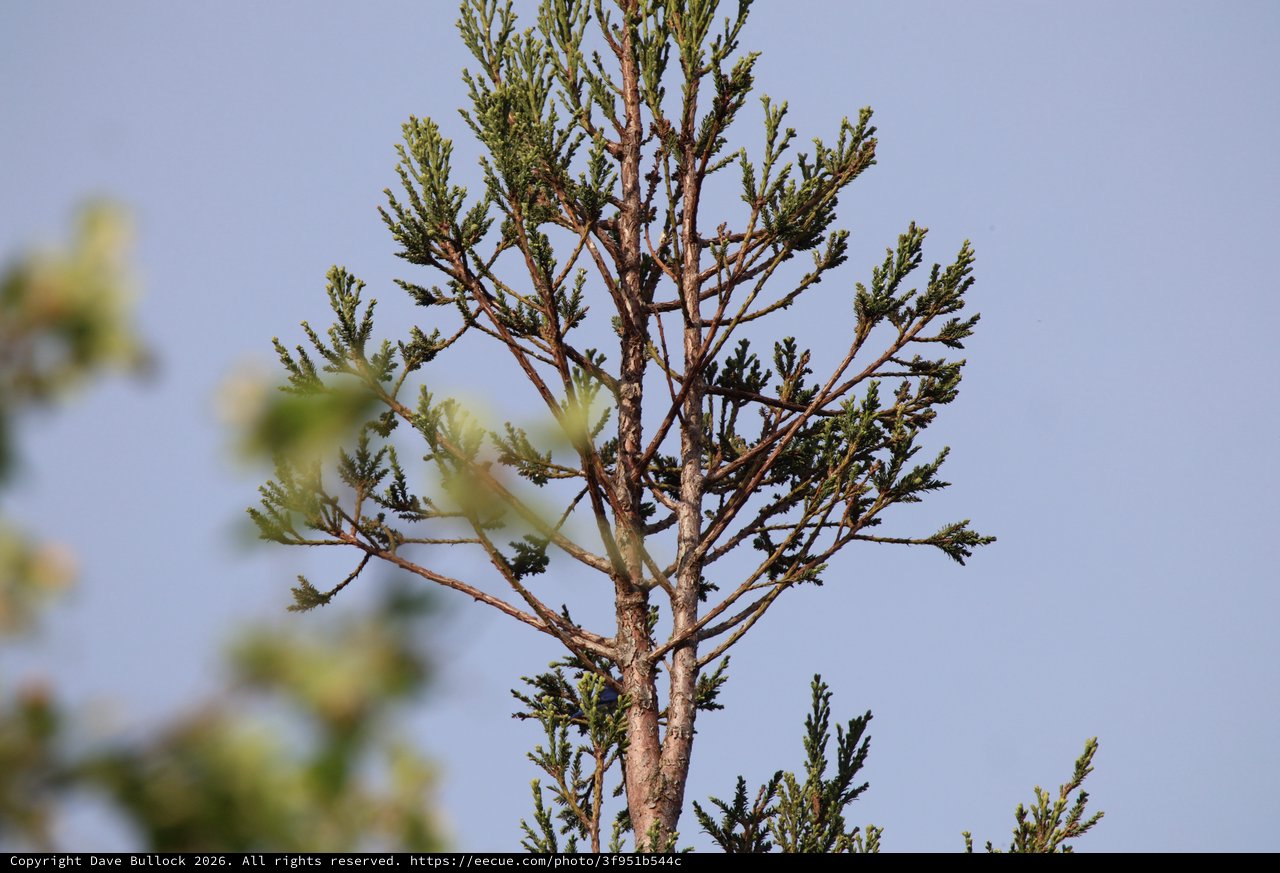 Cedar Waxwing Perched on Evergreen Branch at Dusk
