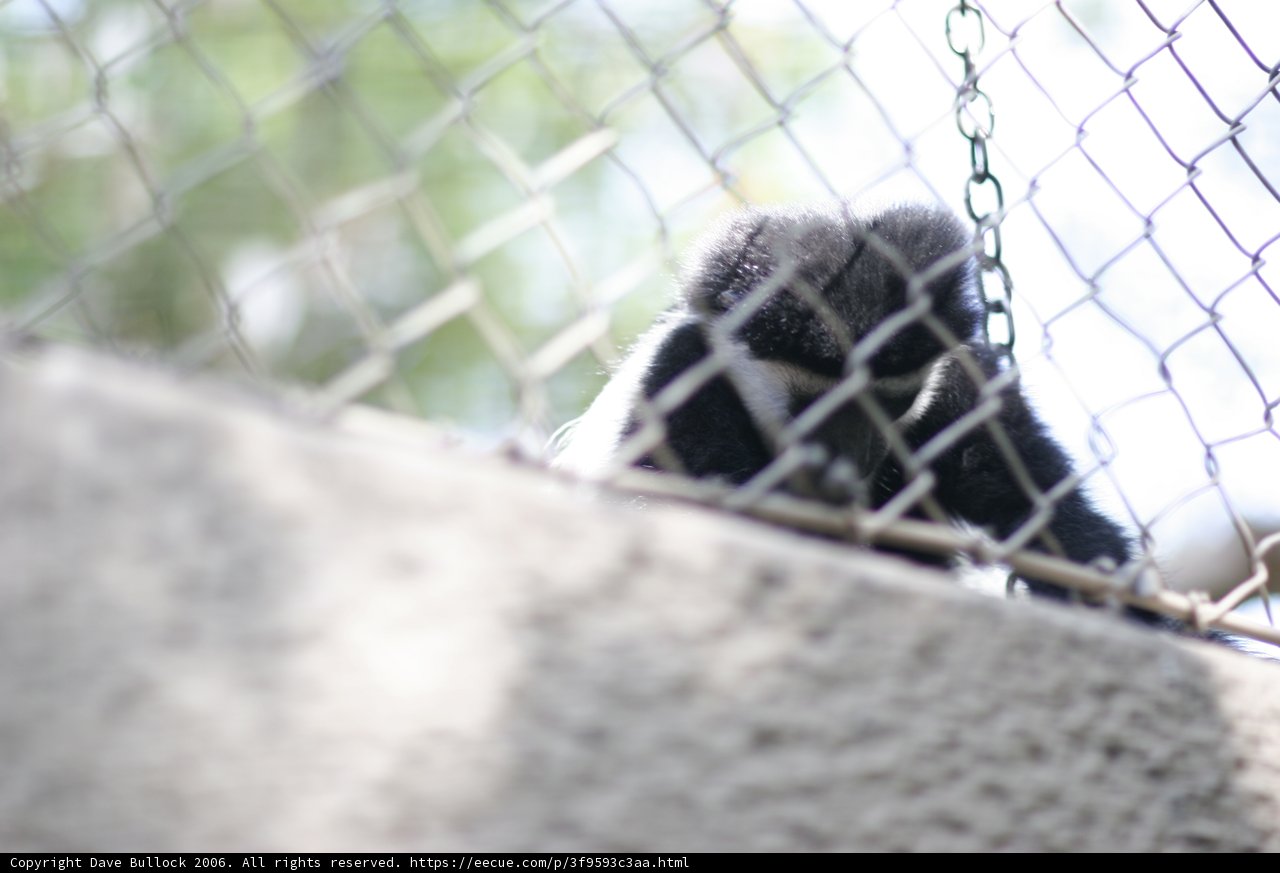 Captive Curiosity