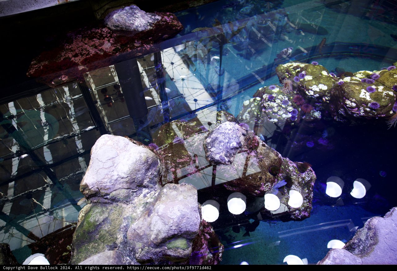 Aquatic Treasures of the California Academy's Rainforest