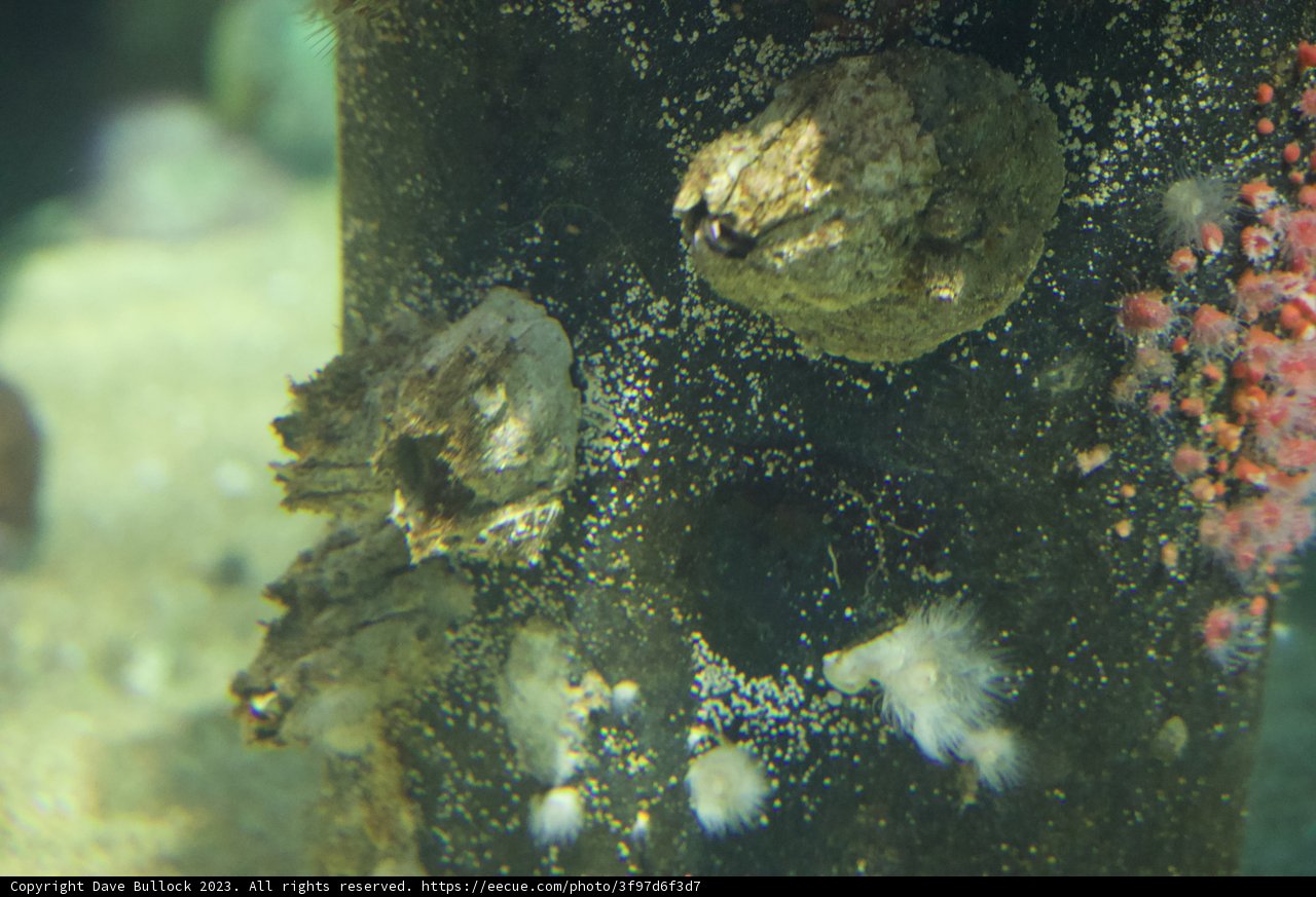 Beneath Monterey's Waves: A Microcosm in Detail
