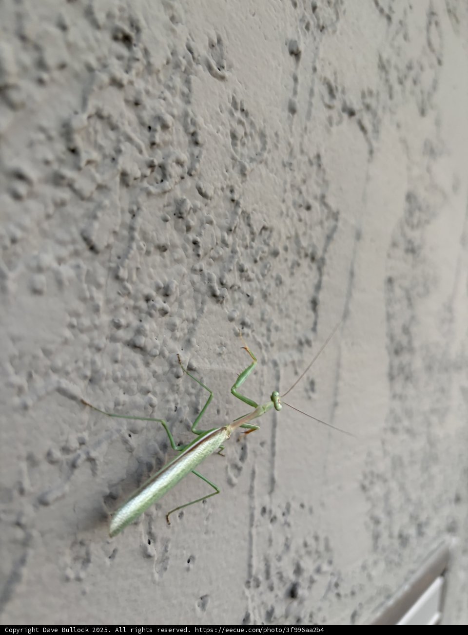 Wall Crawler