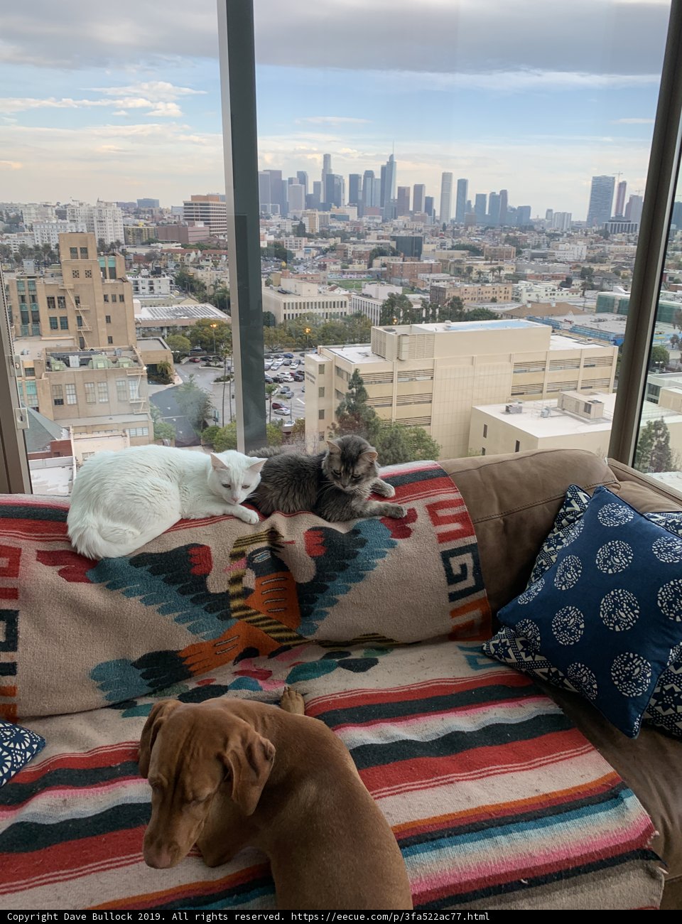 Paws and Pillows with a City View