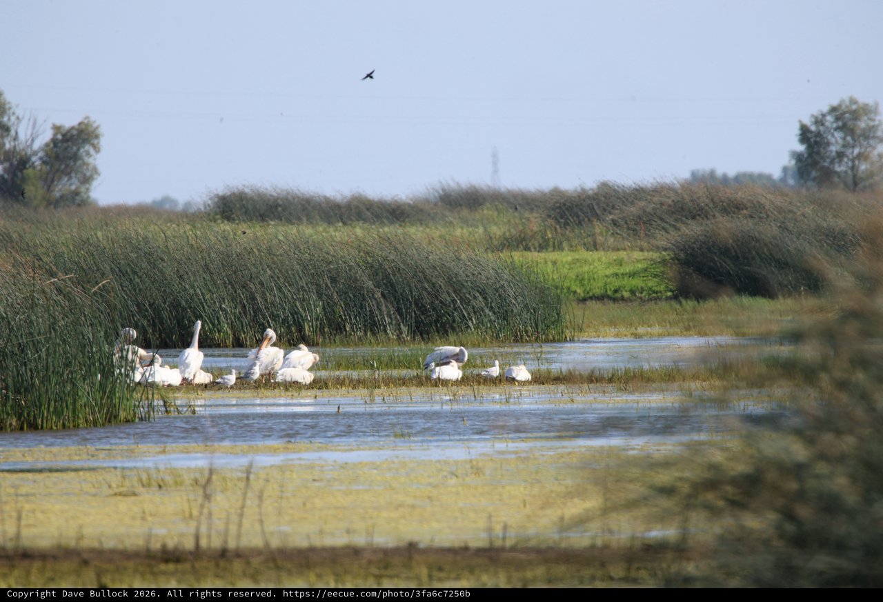 Dalmatian Pelicans and Great Egrets in Wetland Habitat
