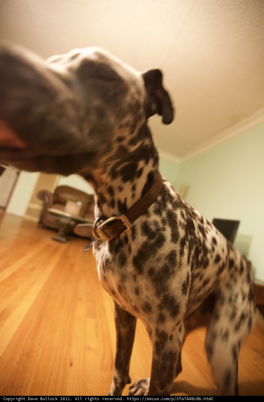 The Lone Dalmatian