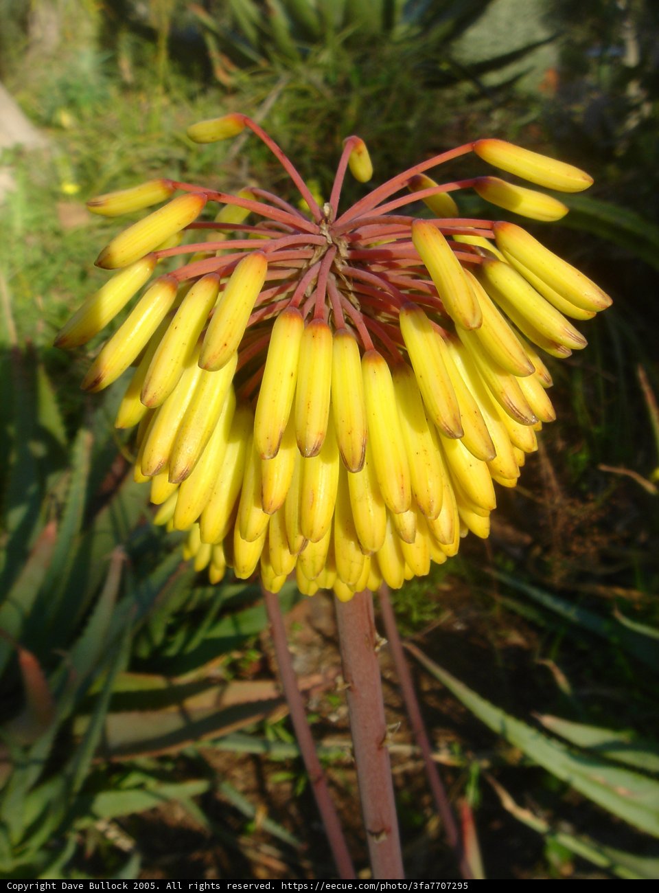 Vibrant Yellow Flower with Red Stems