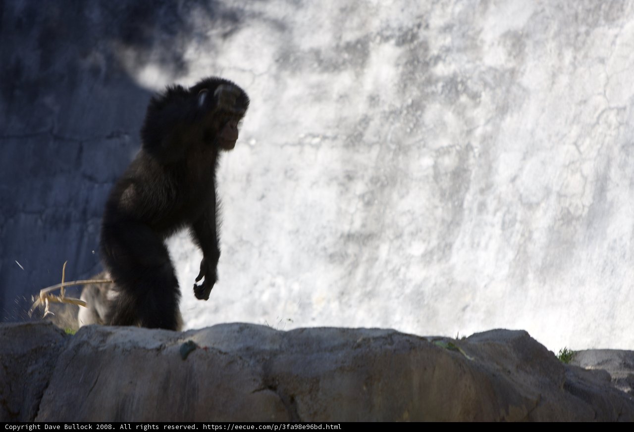 The Rock Star Chimpanzee