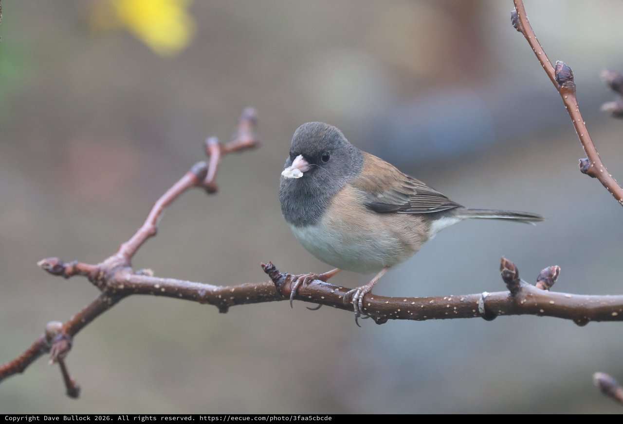 Dark-eyed Junco Perched on Winter Branch