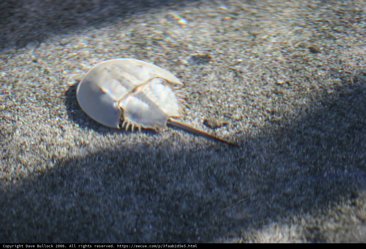 The Lonely Shell