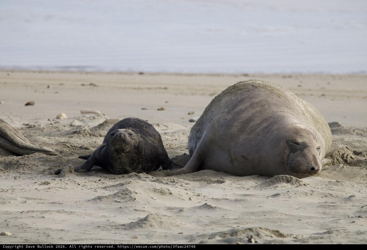 Mother and Pup Elephant Seals Resting on Beach