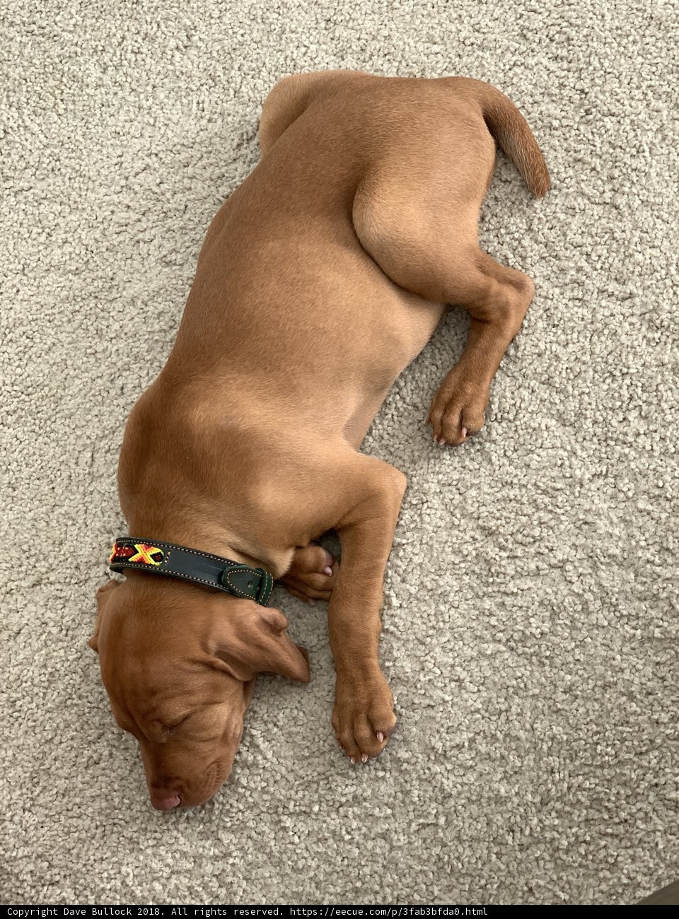 Resting Pupper