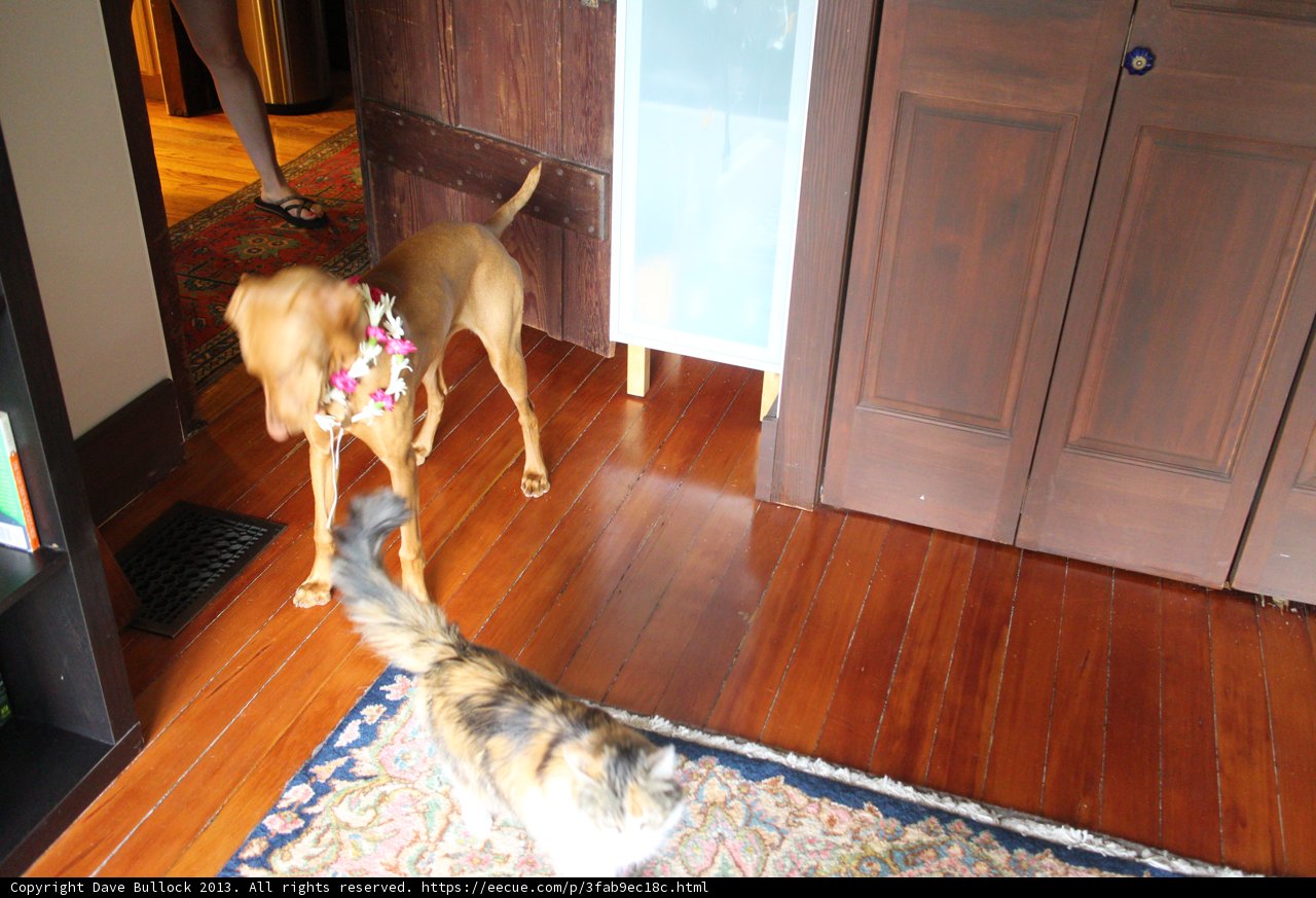Canine and Feline Companions