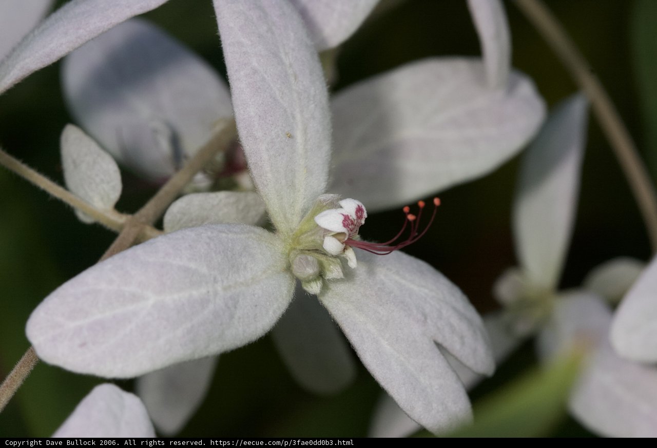 Fijian Flower with Vibrant Red Stamen