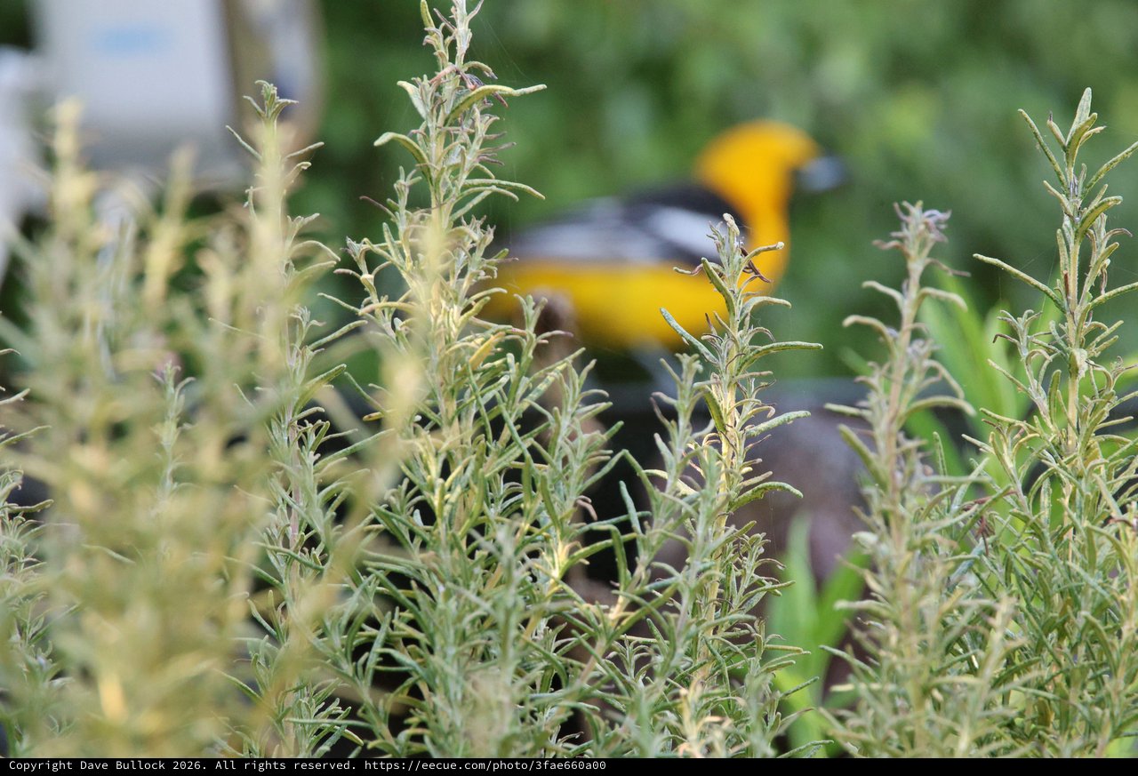 Hooded Oriole Hidden Among Rosemary Blooms