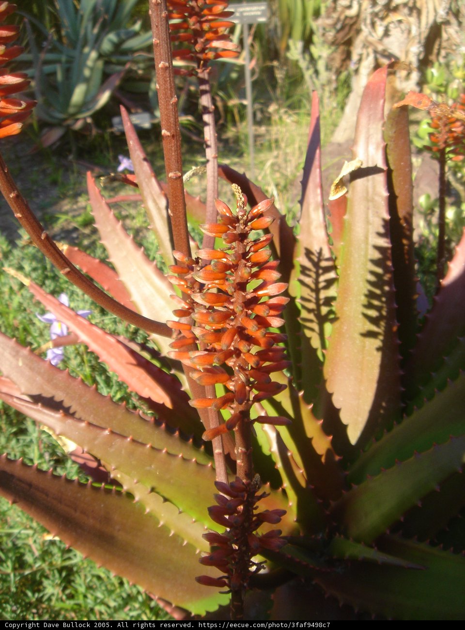 Red Flowering Plant in the Grass