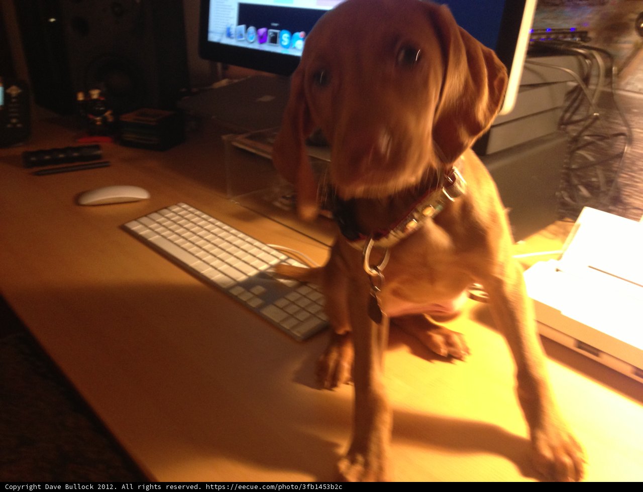 The Ultimate Work Buddy