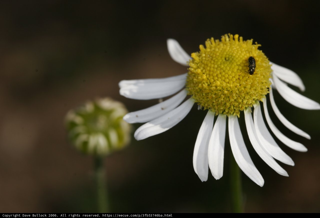 Bee and Daisy