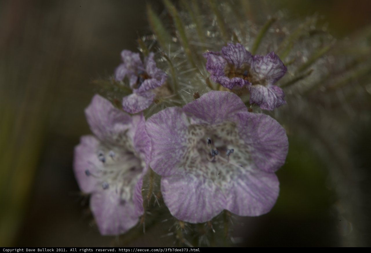 Bold and Beautiful Geranium Flower