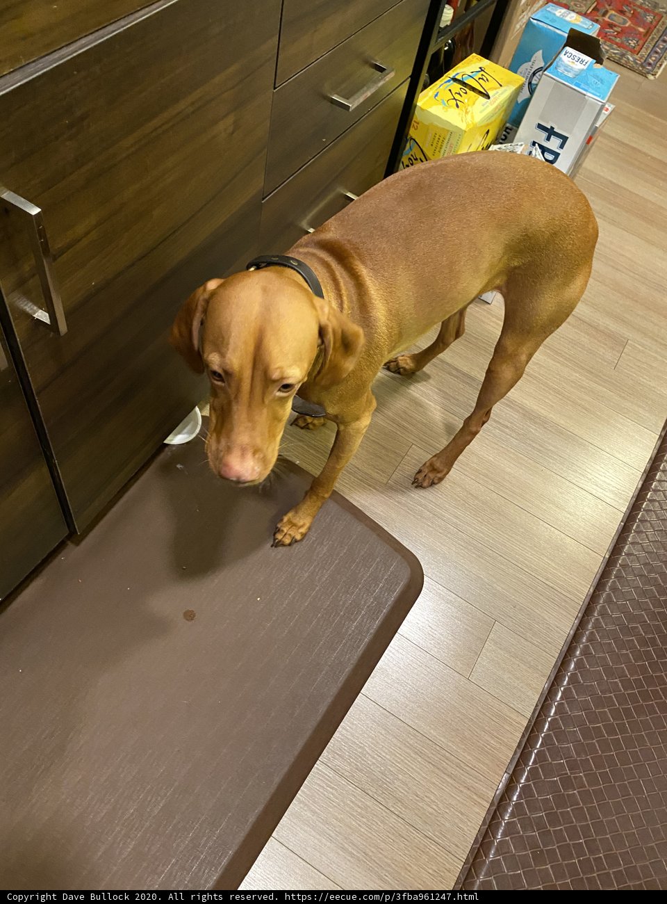 Kitchen Companion